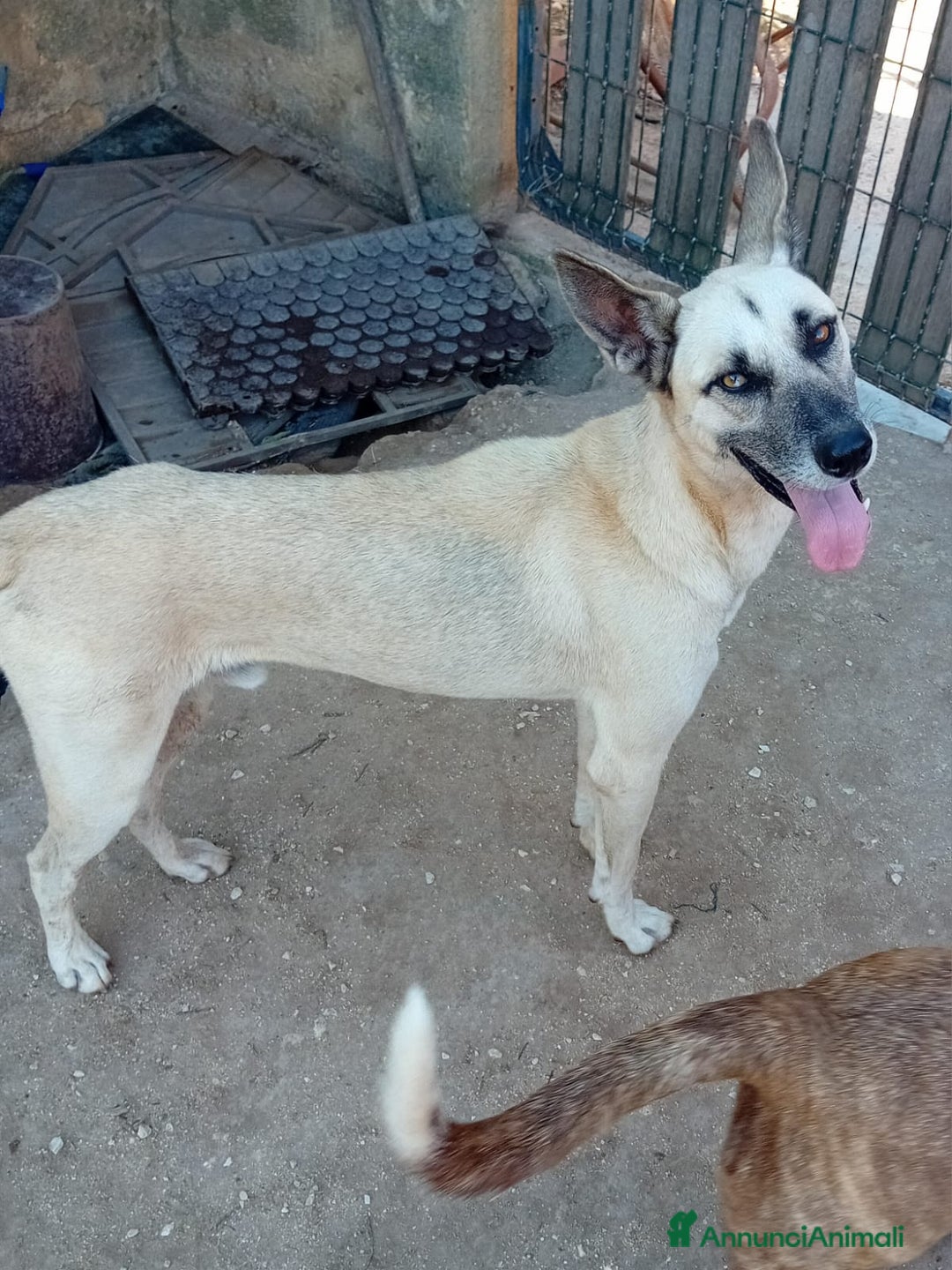 Altre razze cani in regalo: ZEUS  - Annuncio 1