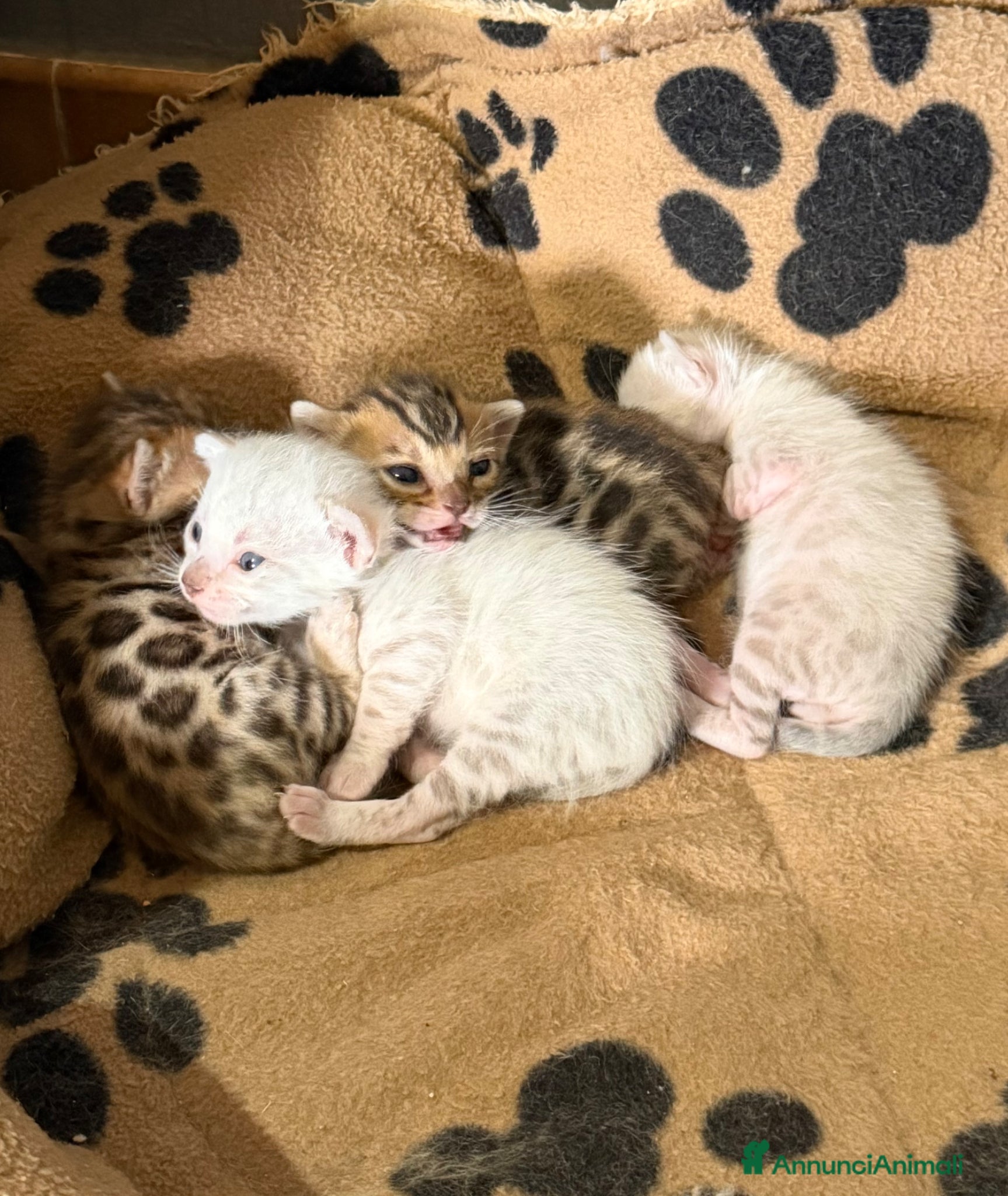 Bengala gatti gatto bengala  - Annuncio 31