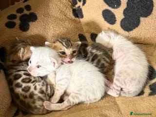 Bengala gatti gatto bengala - Annuncio 31