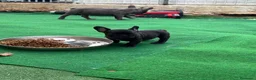 Bulldog Francese cani in vendita: Bulldog francese  - Annuncio 10