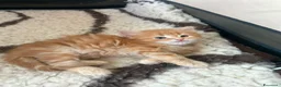 Siberiano gatti in vendita: Cuccioli Siberiano - Annuncio 17