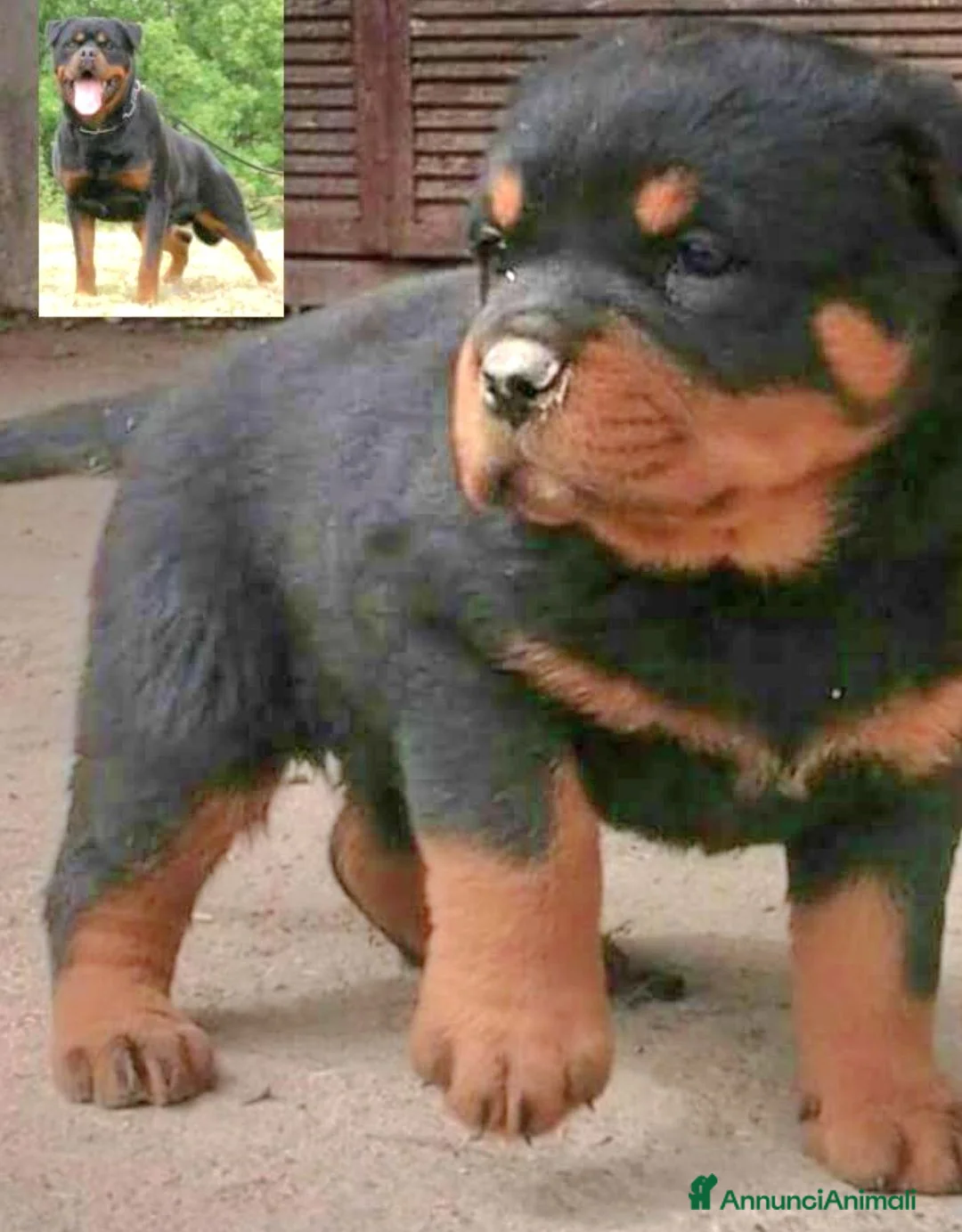 Rottweiler cani in vendita: Disponibili cuccioli Rottweiler  - Annuncio 2