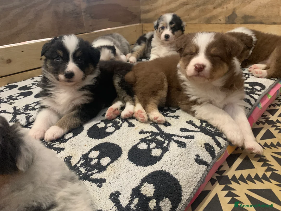 Australian Shepherd cani in vendita: Cuccioli di Pastore Australiano - Annuncio 1