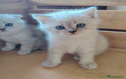Scottish gatti in vendita: SCOTTISH FOLD E STRAIGHT CON PEDIGREE APERTO a Provincia di Bergamo - Immagine 6