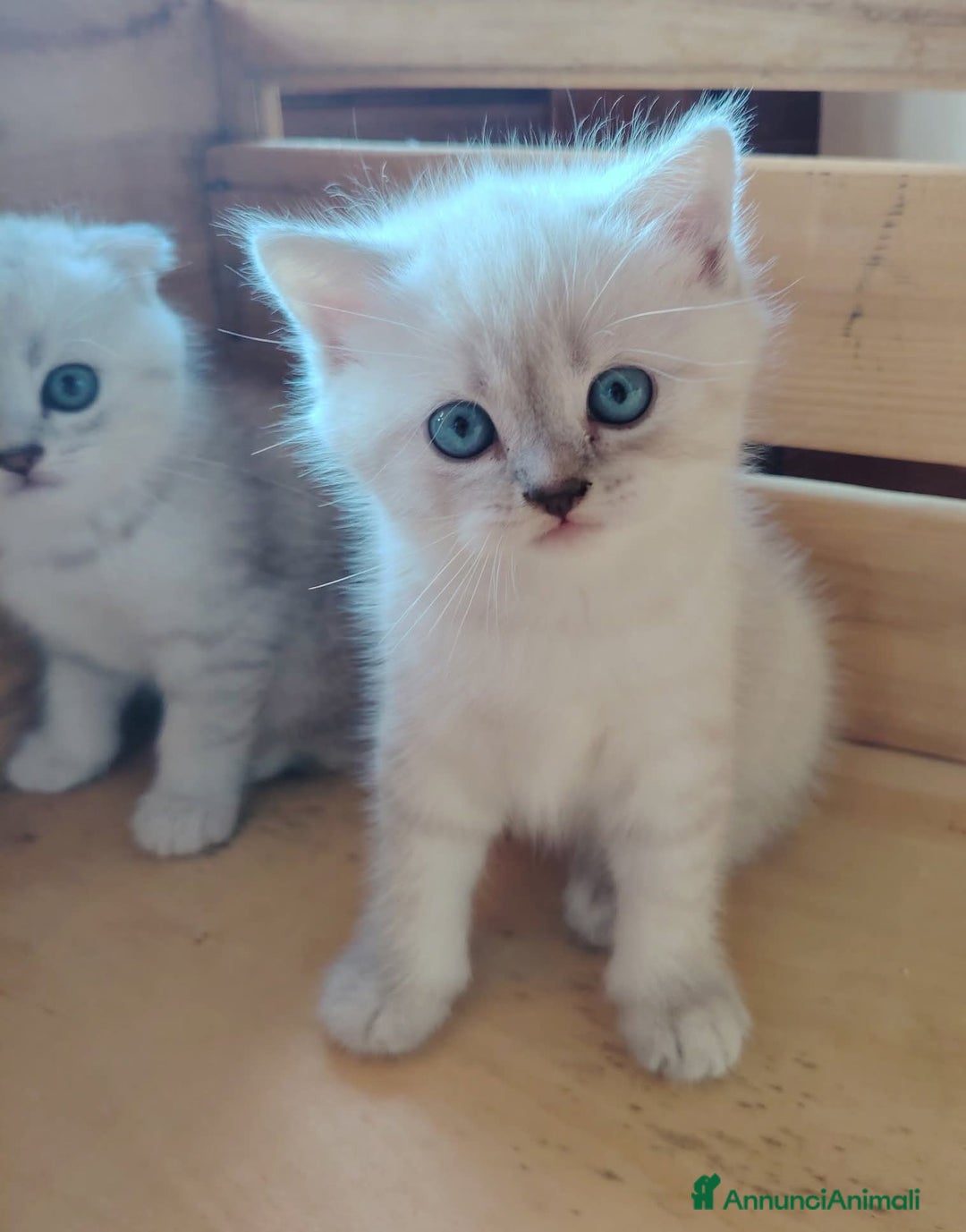Scottish gatti in vendita: SCOTTISH FOLD E STRAIGHT CON PEDIGREE APERTO a Provincia di Bergamo - Immagine 6