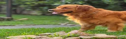 Golden Retriever cani in vendita: Golden retriever 90%linea americana pedigree ENCI  - Annuncio 31
