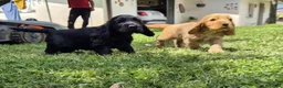 Cocker cani in vendita: Cuccioli di cocker spaniel con pedigree enci neri  - Annuncio 7