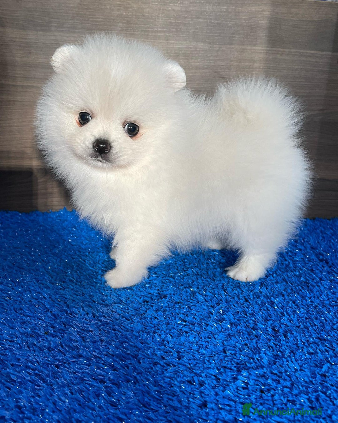 Volpino Pomerania cani in vendita: Cuccioli spitz tedesco nano o pomerania a Città metropolitana di Roma Capitale - Immagine 2