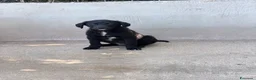 Meticcio cani in regalo: Max 3 mesi a Provincia di Savona - Annuncio 3