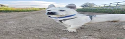 Meticcio cani in regalo: Fischietto un cagnolino speciale  - Annuncio 2
