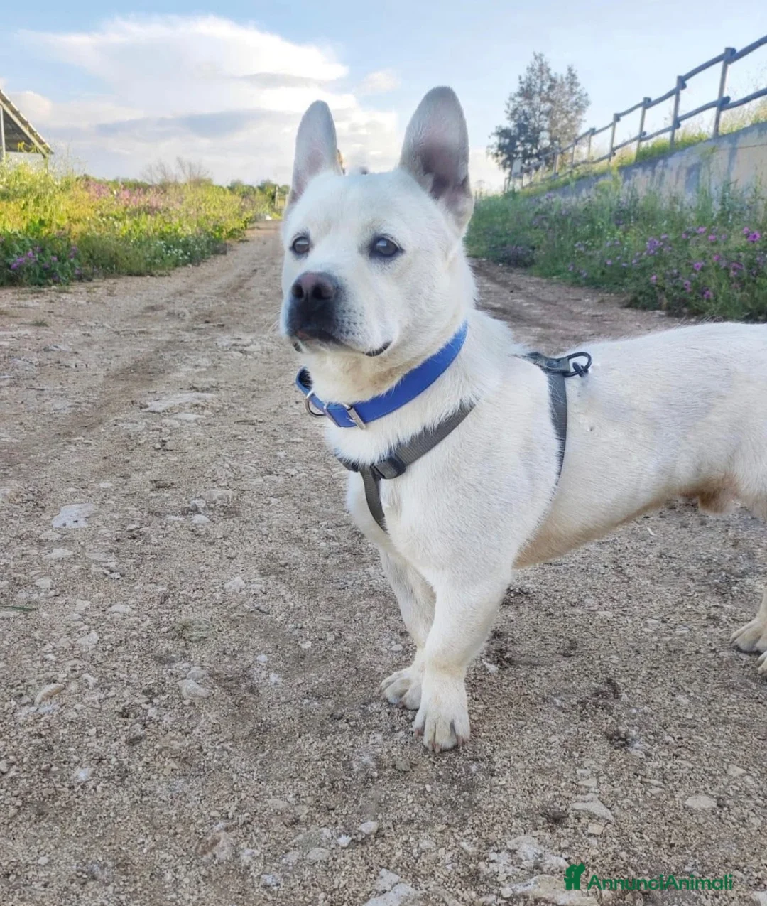 Meticcio cani in regalo: Fischietto un cagnolino speciale  - Annuncio 2