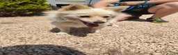 Volpino Italiano cani in regalo: Lillino un cucciolo di volpino in canile - Annuncio 6