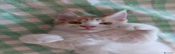 Maine Coon gatti in vendita: Cuccioli di maine coon - Annuncio 2