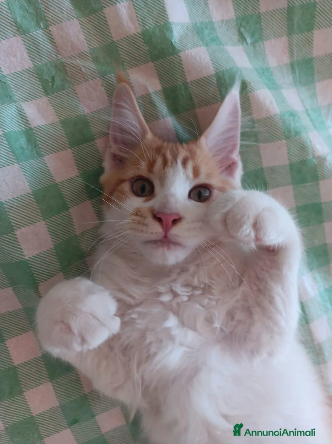 Maine Coon gatti in vendita: Cuccioli di maine coon - Annuncio 2