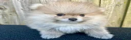 Volpino Pomerania cani in vendita: Adorabili cuccioli di Pomerania - Annuncio 9