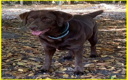 Labrador cani in regalo: KUBRA Adoz.del cuore x questa labrad.cieca! - Immagine 6