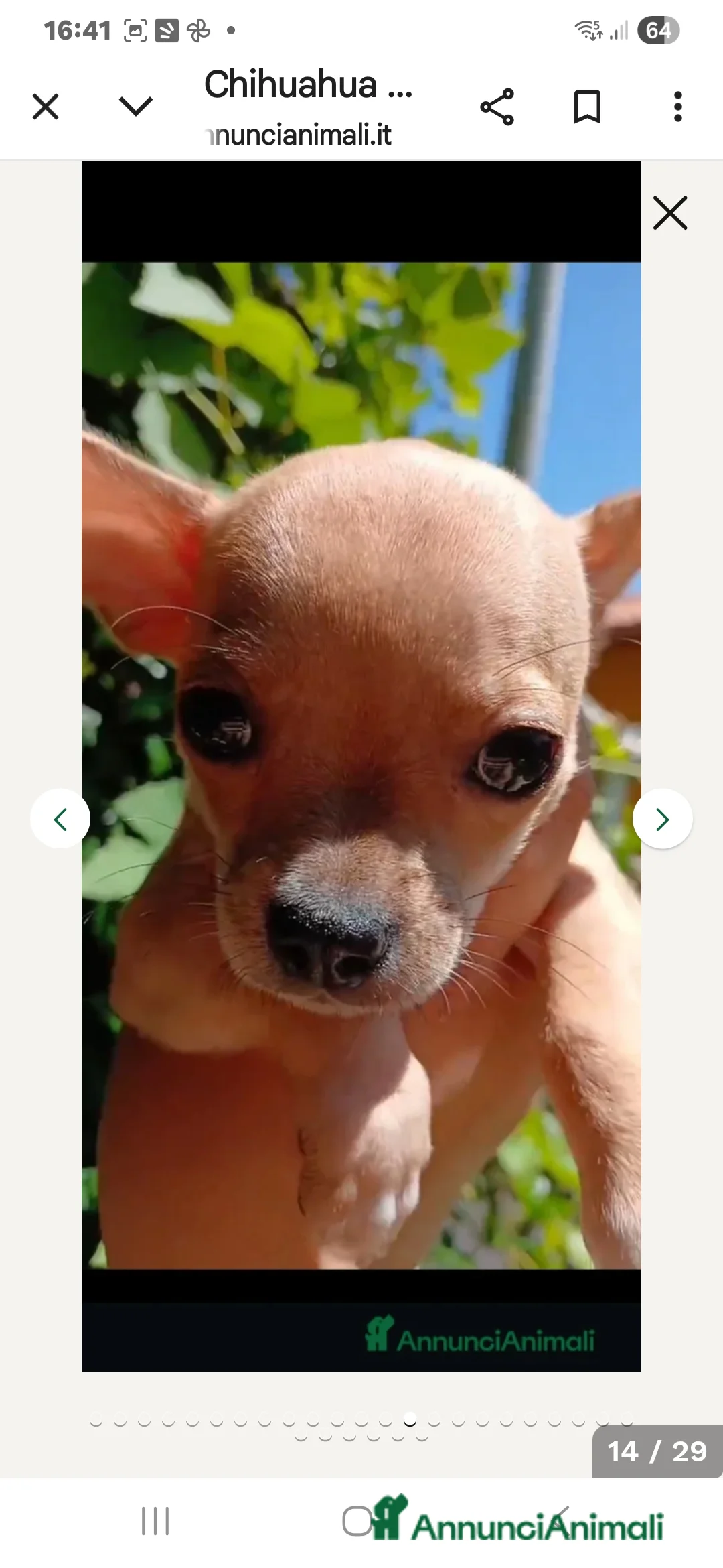 Chihuahua cani in vendita: Cuccioli chihuahua - Annuncio 24