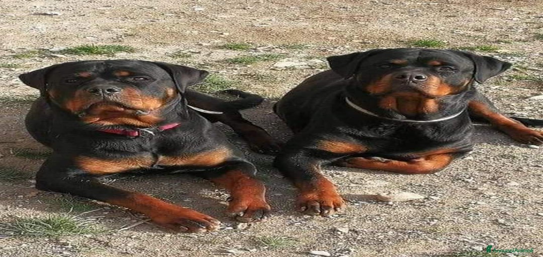 Immagine della galleria {{count}}