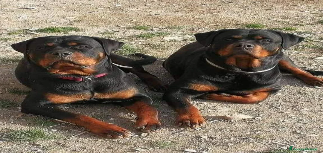 Immagine della galleria {{count}}