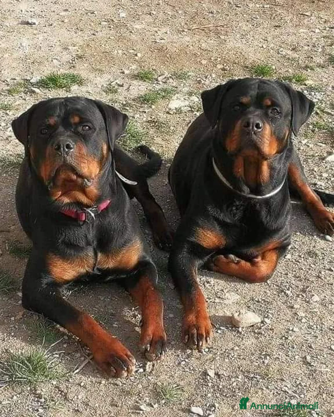 Immagine della galleria {{count}}