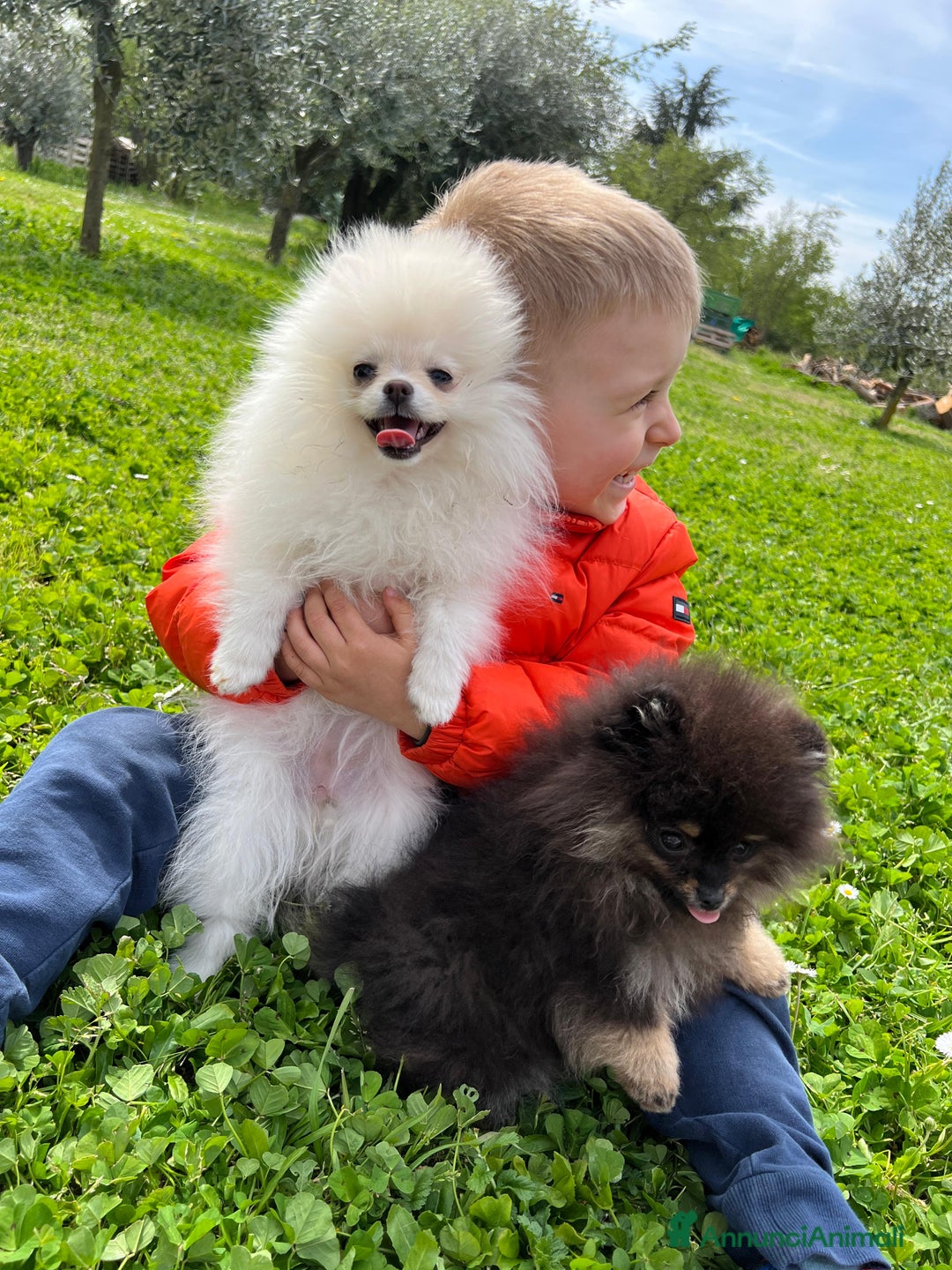 Volpino Pomerania cani in vendita: Volpino pomerania - Annuncio 4