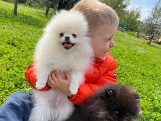 Volpino Pomerania cani Volpino pomerania - Annuncio 3