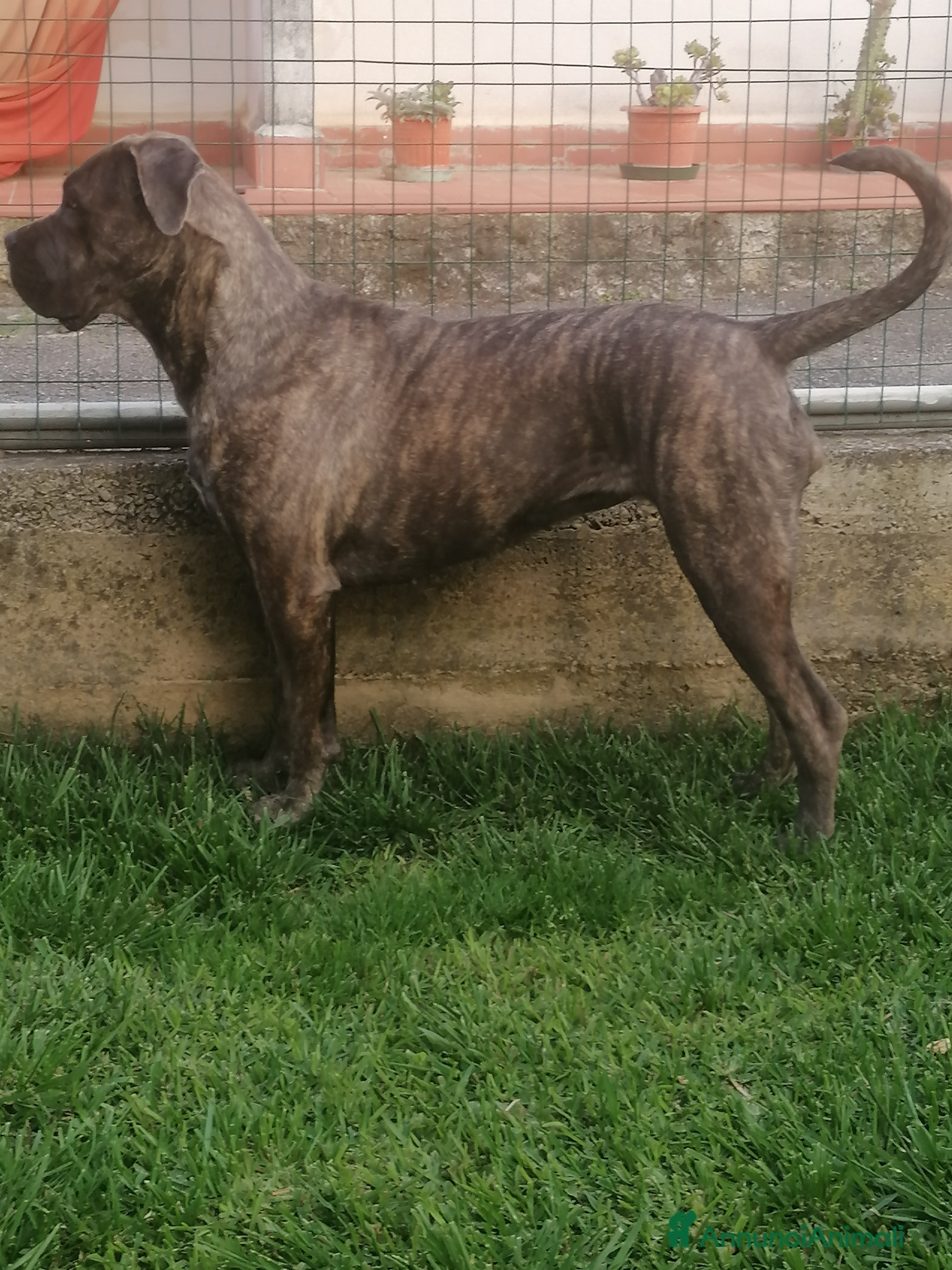 Cane Corso cani Cuccioli Cane Corso italiano  - Annuncio 8