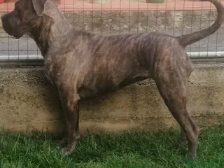 Cane Corso cani Cuccioli Cane Corso italiano - Annuncio 8