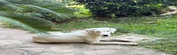 Meticcio cani in regalo: Alice a Provincia di Como - Annuncio 2