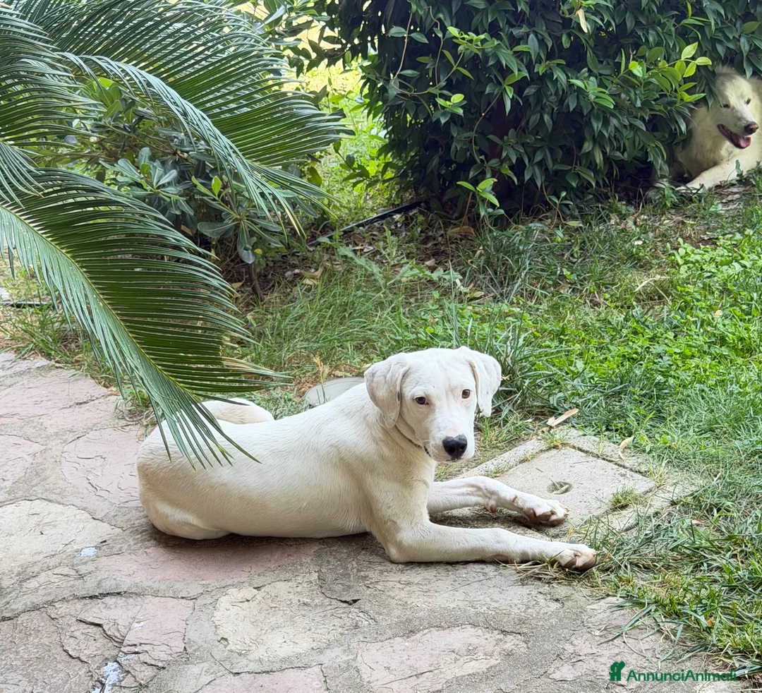 Meticcio cani in regalo: Alice a Provincia di Como - Annuncio 2