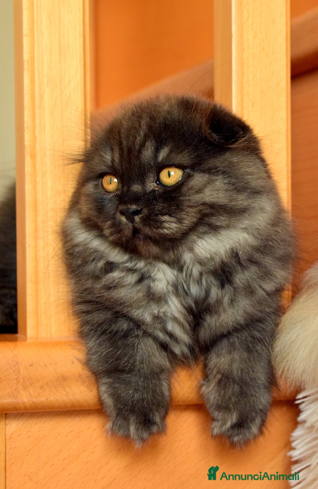 Scottish gatti in vendita: Scottish fold  a Provincia di Reggio Emilia - Annuncio 2