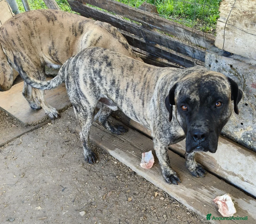 Cane Corso cani in regalo: Kira e Zeus, due anime buone in cerca di casa - Annuncio 17