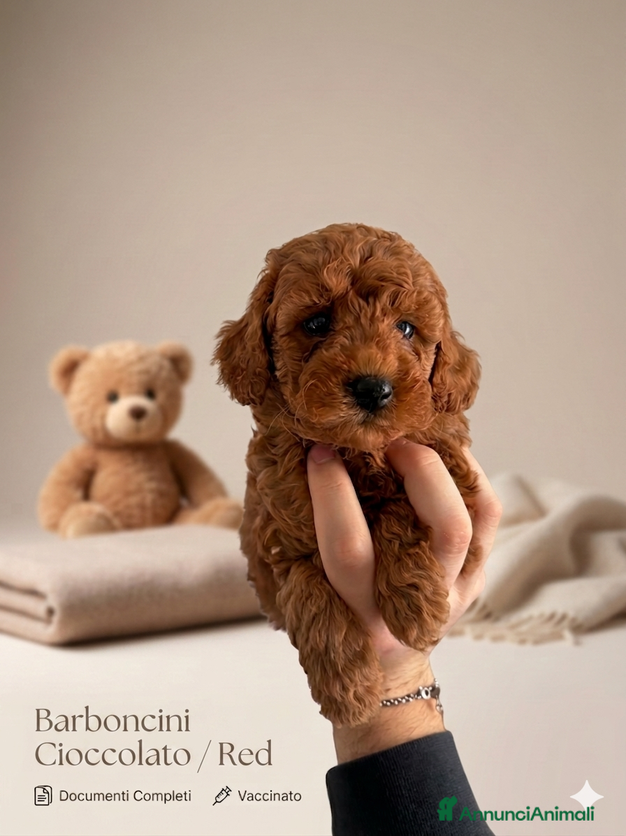 Barboncino cani Cuccioli di Barboncino Cioccolatini/red  - Annuncio 7