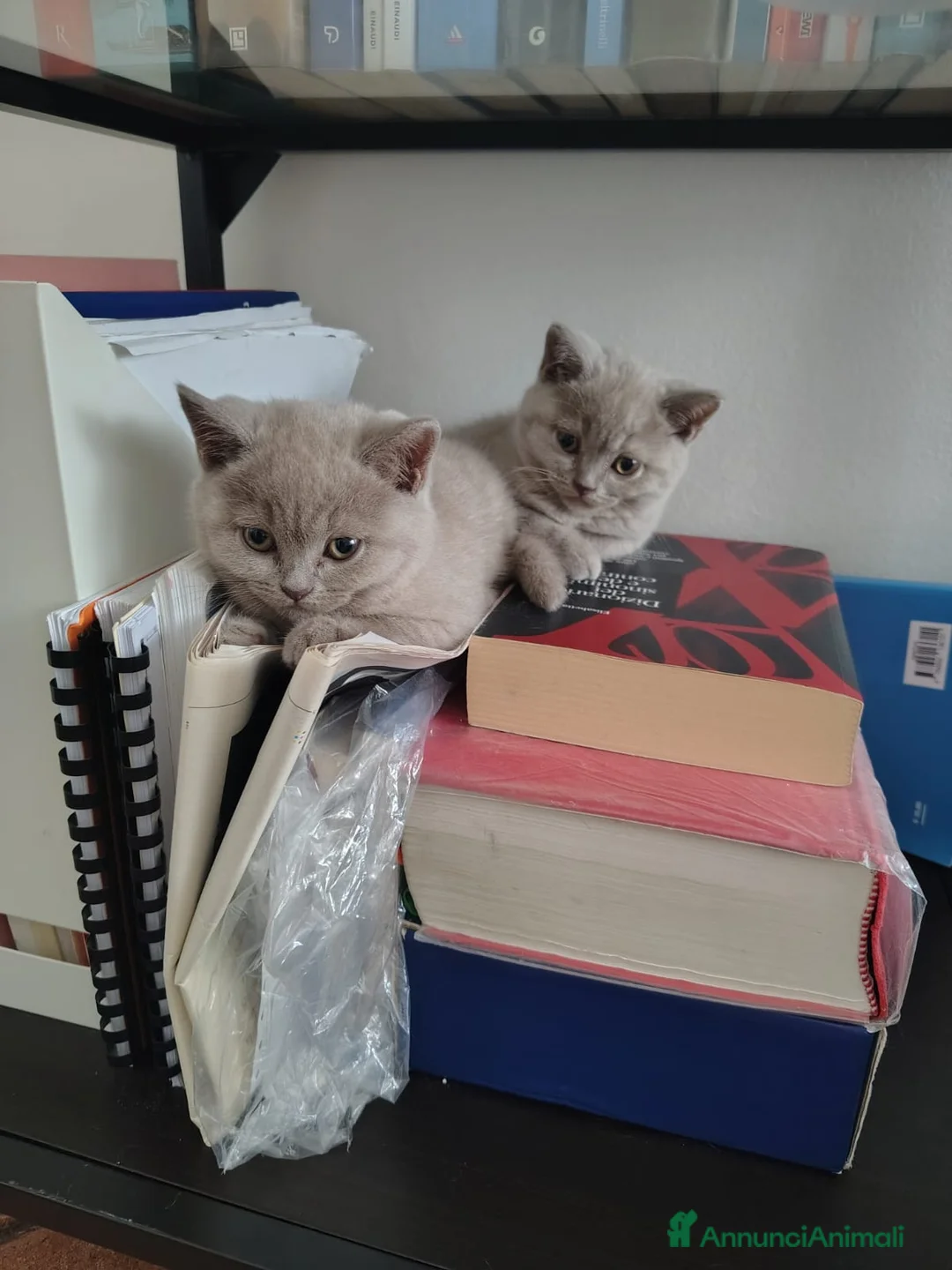 British gatti in vendita: Splendidi gattini di pura razza British Shorthair  - Annuncio 12