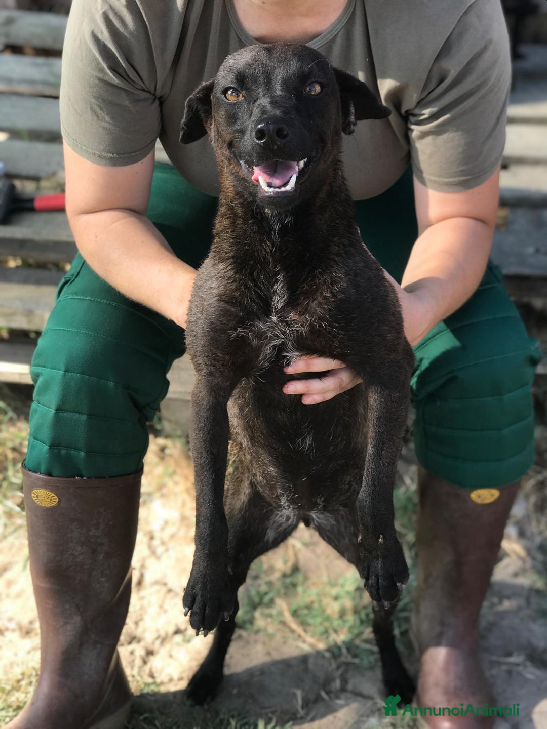 Meticcio cani in regalo: Hennè un concentrato di allegria a Provincia di Latina - Annuncio 3