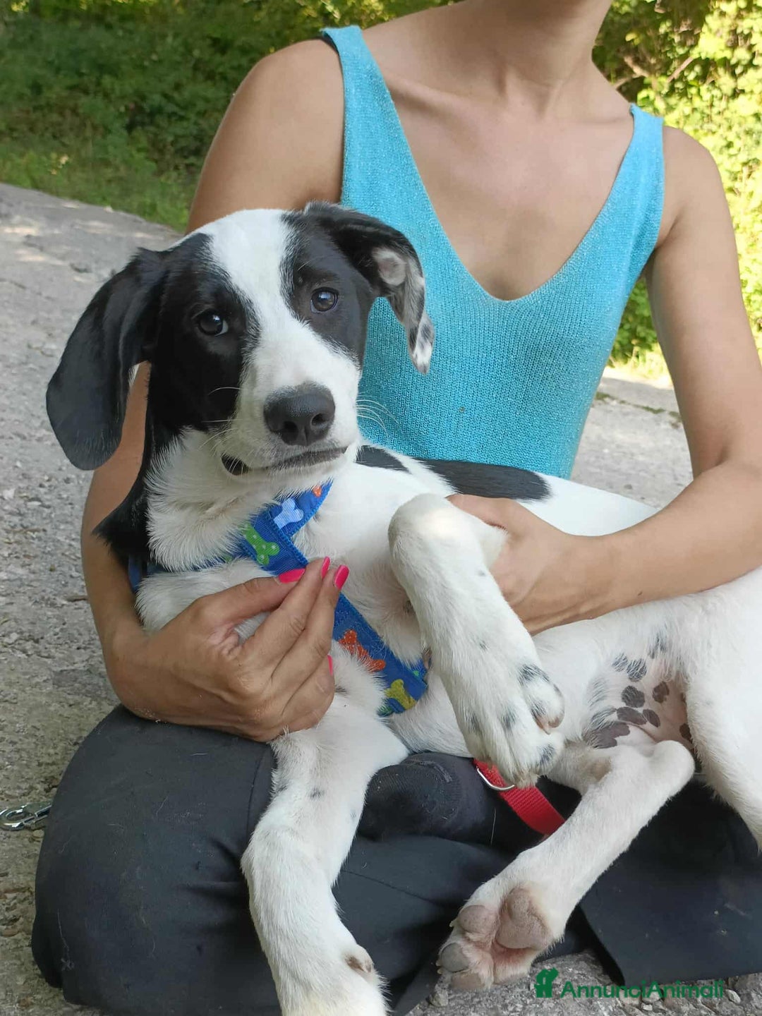 Meticcio cani in regalo: 4 CUCCIOLI simpaticissimi a macchiette! - Annuncio 6