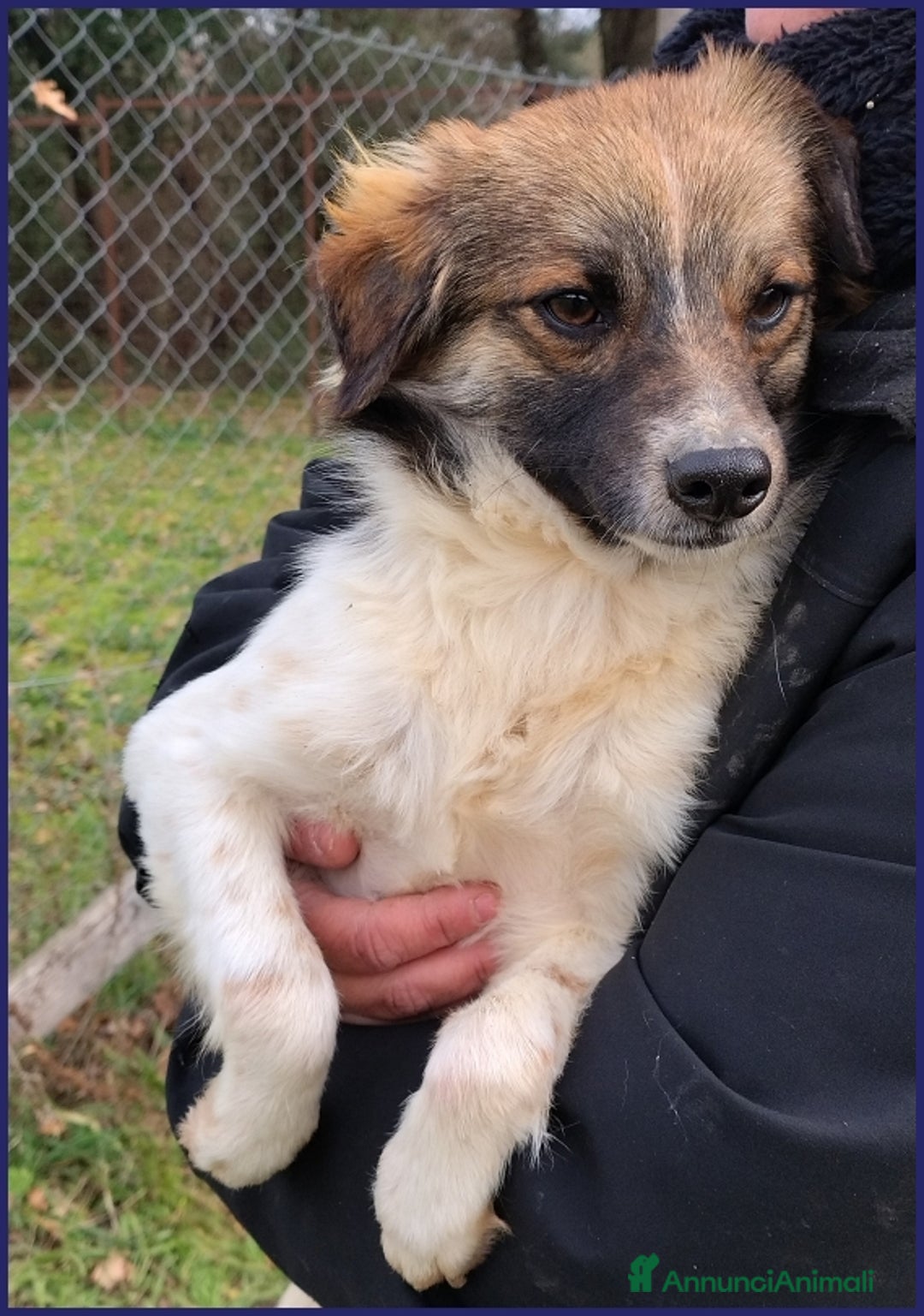 Meticcio cani in regalo: METZCAL CUCCIOLONE 9 MESI TG PICCOLA CERCA FAMIGLI a Città metropolitana di Milano - Annuncio 11