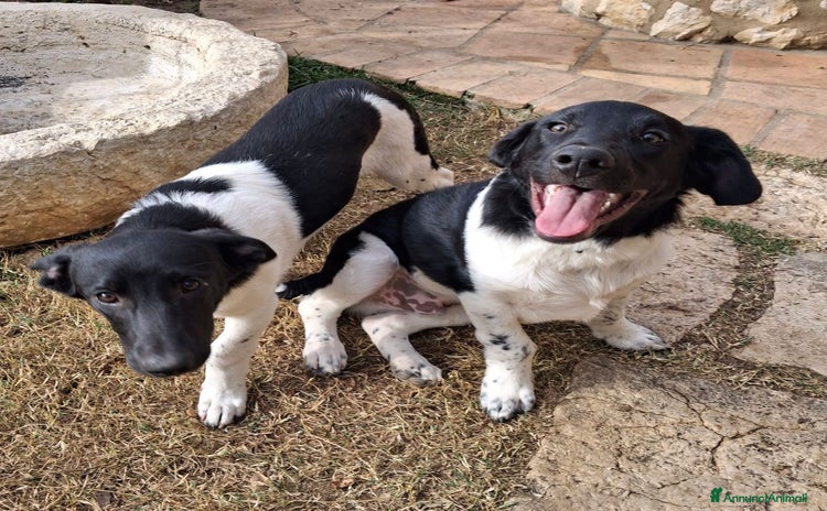 Meticcio cani AKY E SUO FRATELLO KYO - Annuncio 5