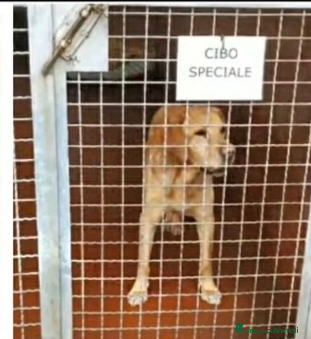 Labrador cani in regalo: Labrador 12anni SCARICATO IN CANILE!! MILANO SOS a Città metropolitana di Milano - Annuncio 3