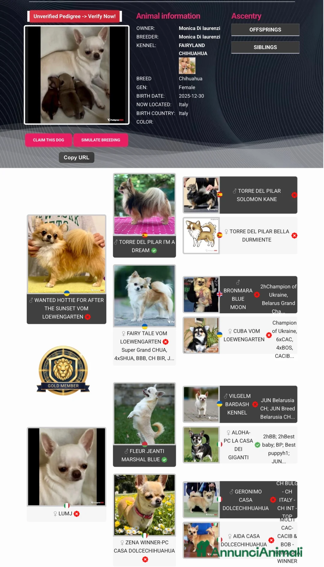 Chihuahua cani in vendita: Cucciola di chihuahua pelo corto pedigree ENCI  - Annuncio 9