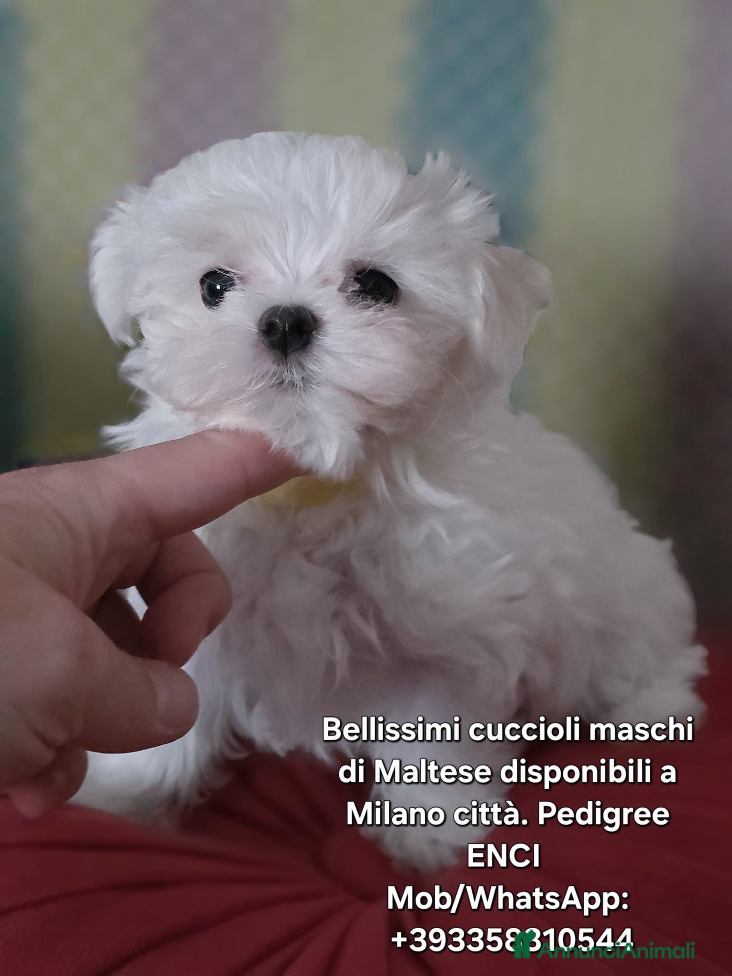 Maltese cani 4 Principini bianchi Maltesi - Annuncio 2