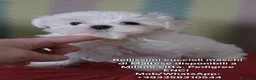 Maltese cani in vendita: 4 Principini bianchi Maltesi - Annuncio 2