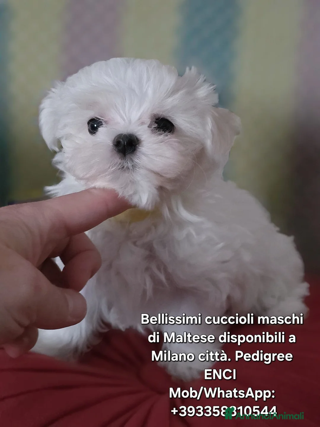 Maltese cani in vendita: 4 Principini bianchi Maltesi - Annuncio 2