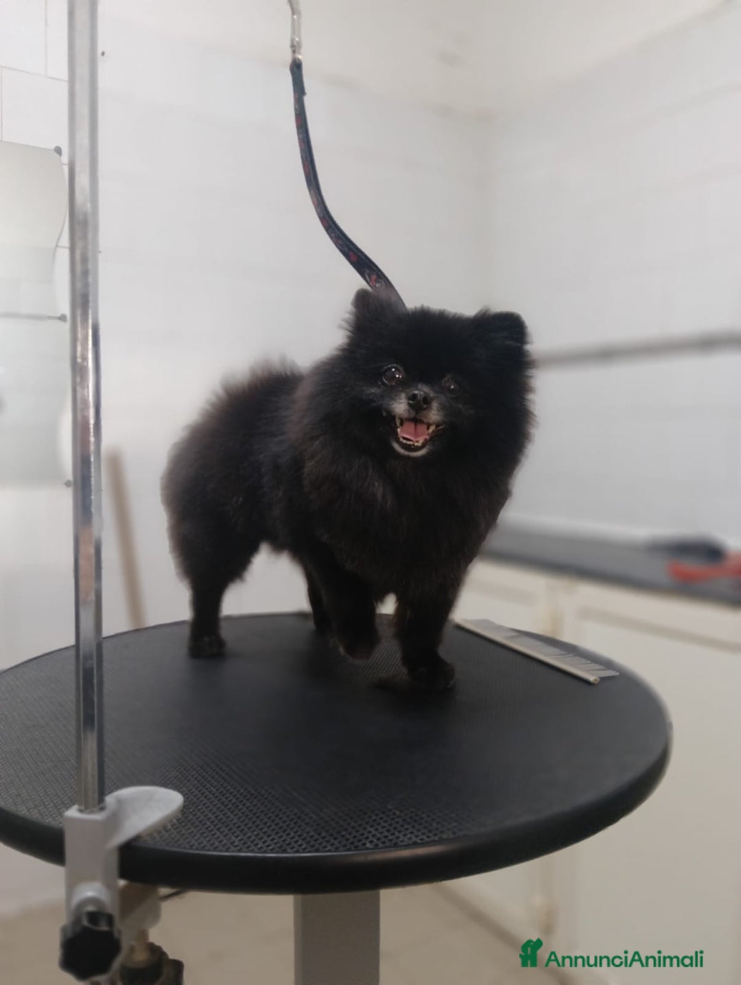 Volpino Pomerania cani in vendita: POMERANIA TEDDY BEAR  - Annuncio 1