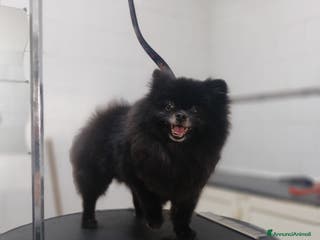 Volpino Pomerania cani POMERANIA TEDDY BEAR - Annuncio 39