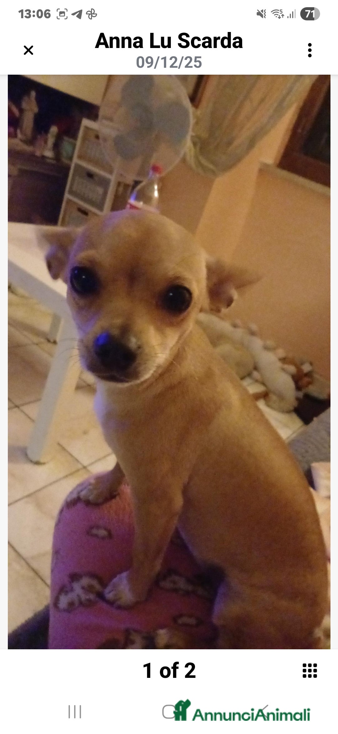 Chihuahua cani in vendita: Cuccioli di Chihuahua - Annuncio 4