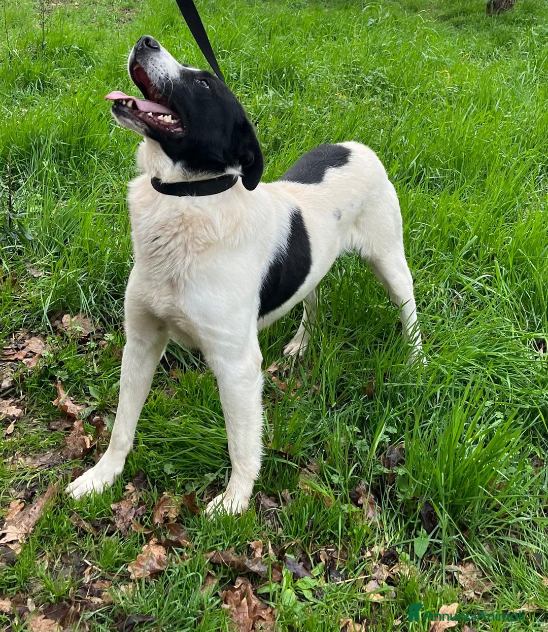 Meticcio cani in regalo: Paco 2 anni cerca casa - da cucciolo in canile :( a Provincia di Latina - Annuncio 2