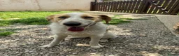 Meticcio cani in regalo: 10mesi kg13 occhi azzurri salita ieri! MILANO URGE - Annuncio 4