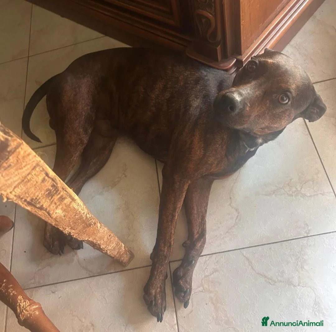 Meticcio cani in regalo: Syson tigrato 4anni mix Pinscher kg13 CASERTA SOS - Annuncio 2