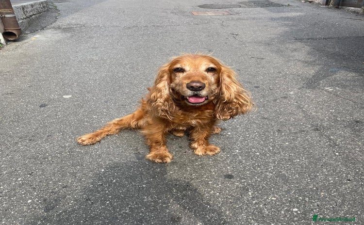 Cocker cani a Provincia di Brescia - Annuncio 6